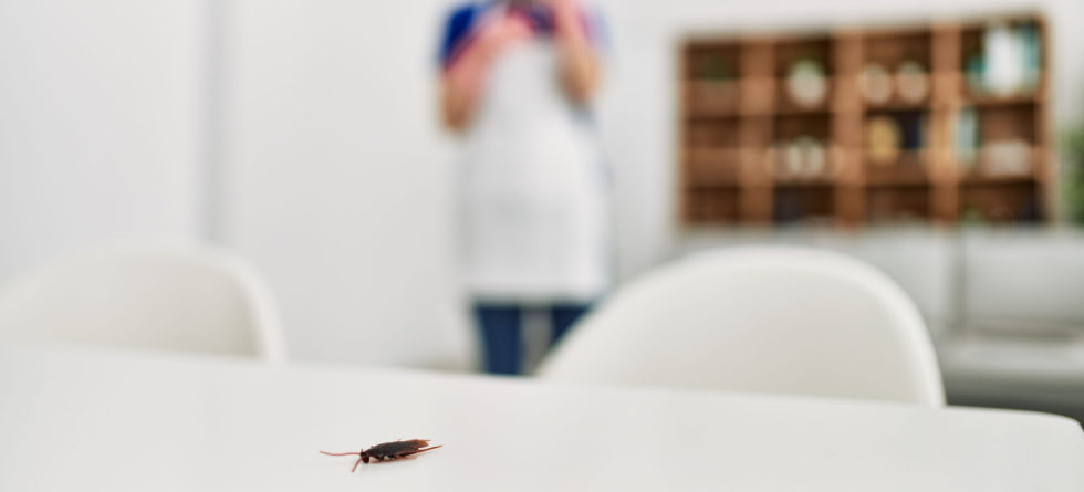 Does 1 cockroach mean there are more?