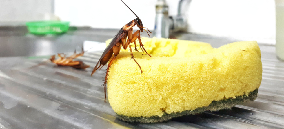 Does Dawn soap kill roaches? - Sarasota Tent Fumigation &amp; Pest Control