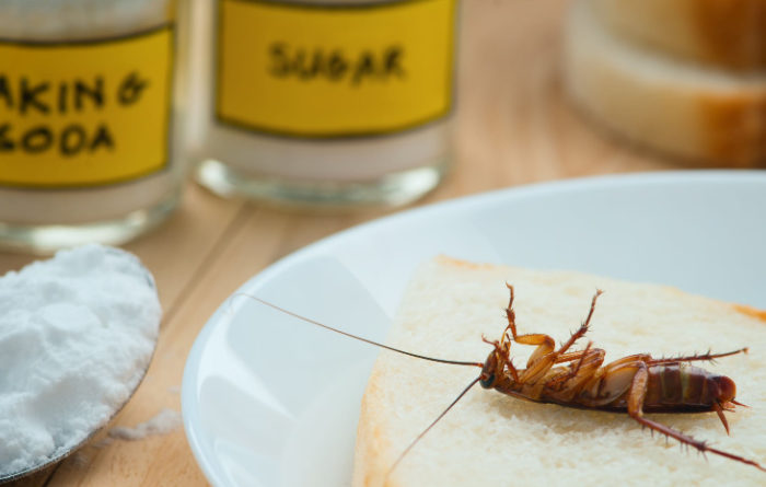 Does baking soda and sugar really kill roaches?
