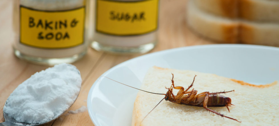 Does baking soda and sugar really kill roaches?