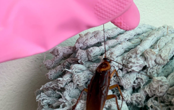Does mopping with bleach kill roaches?