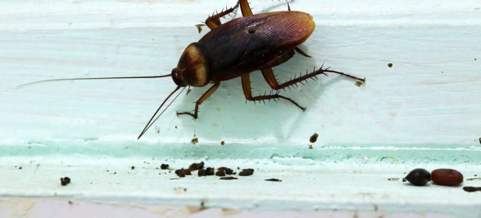 How do I find out where cockroaches are coming from?