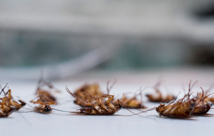 How do I get rid of roaches permanently?