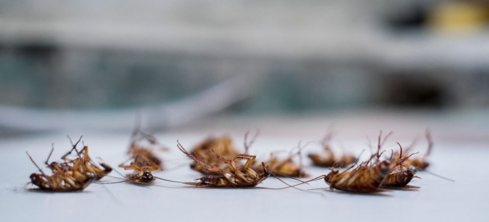 How do I get rid of roaches permanently?