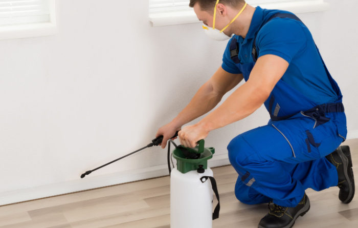 How do you get roaches out of your walls?