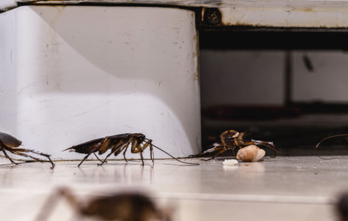 How long does it take for roaches to infest a house?