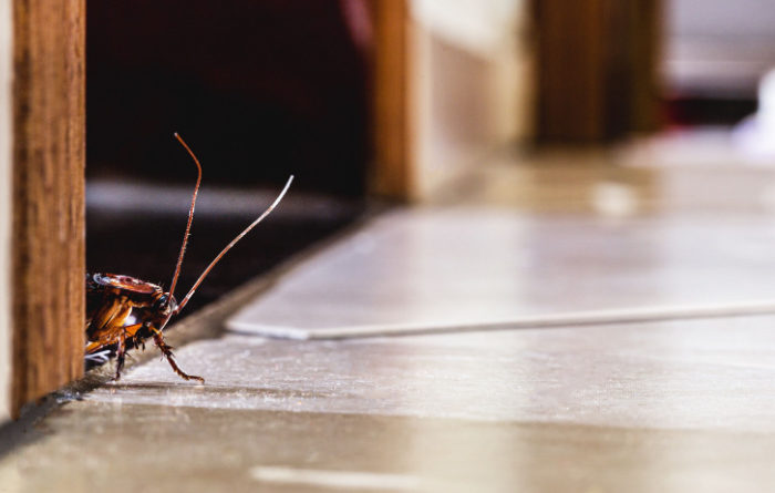 Is it possible to have one roach in your house?