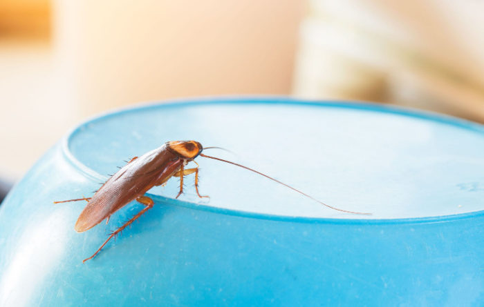 Is one roach a sign of infestation?