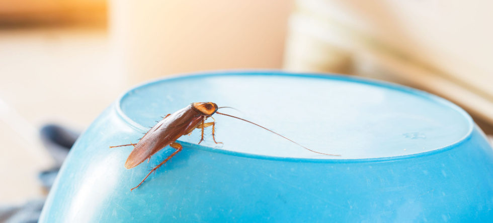 Is one roach a sign of infestation?