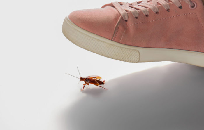 Should I kill a cockroach?