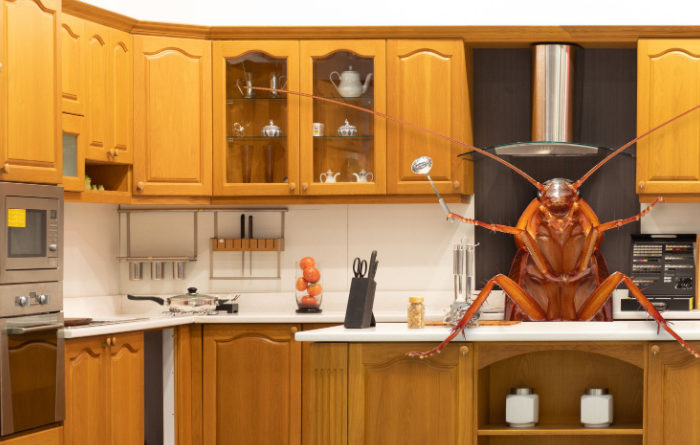 Should I worry if I see one cockroach?