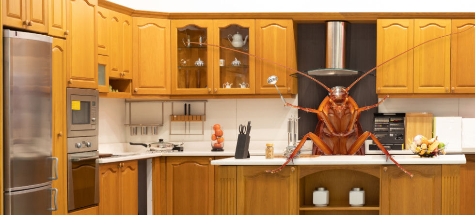 Should I worry if I see one cockroach?