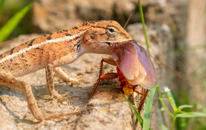 What is the cockroaches natural enemy?