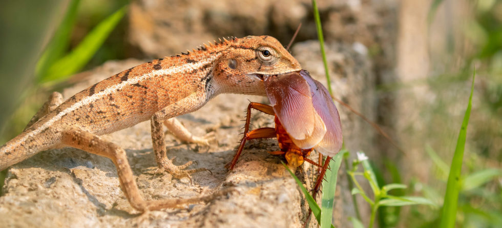 What is the cockroaches natural enemy?