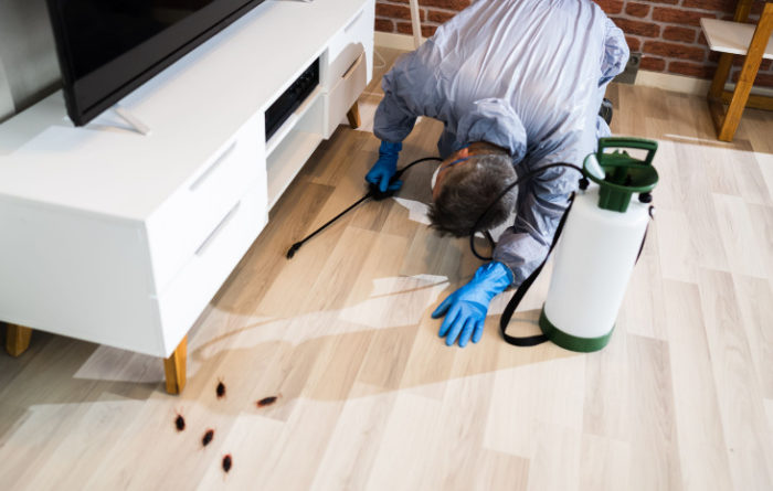 What kills roaches and their eggs?