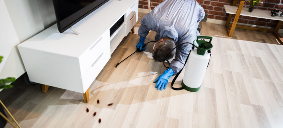 What kills roaches and their eggs?