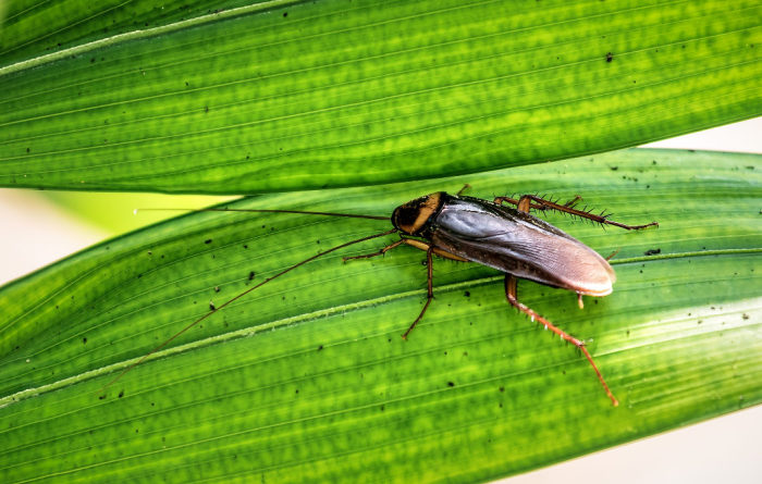 What plant repels roaches?