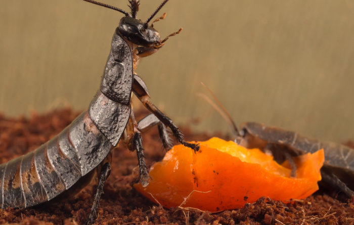 What smell will keep cockroaches away?