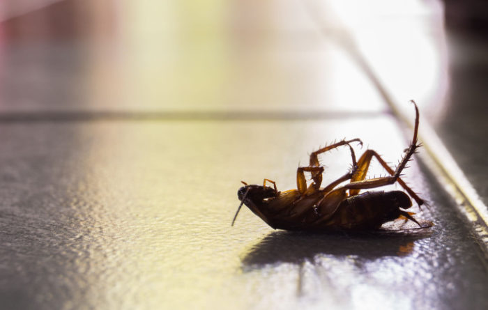 What to do after the exterminator sprays for roaches?