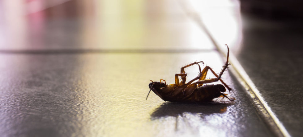 What to do after the exterminator sprays for roaches?