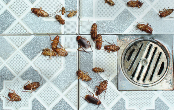 What to pour down the drain to kill roaches?