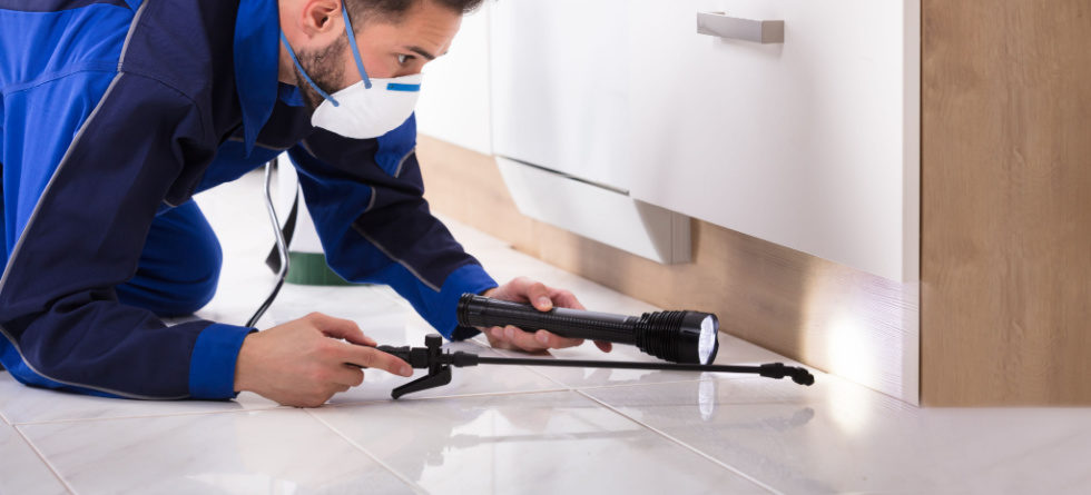 Where do exterminators spray for roaches?