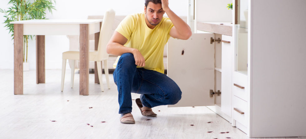 Why do I have roaches in my clean house?