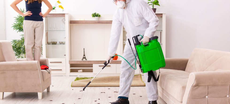 Why do I see more roaches after pest control?